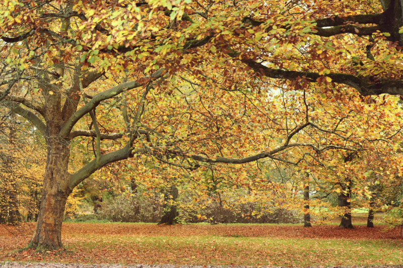 Healthy Living in November: Tips for Staying Energised in the UK Winter
